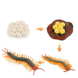 Insect growth cycle model