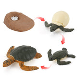 Insect growth cycle model