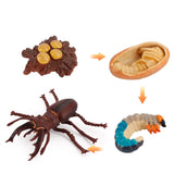 Insect growth cycle model