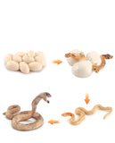 Insect growth cycle model