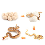 Insect growth cycle model