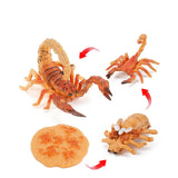 Insect growth cycle model