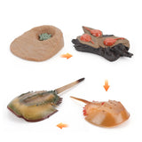 Insect growth cycle model