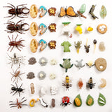 Simulation animal model