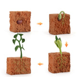 Insect growth cycle model