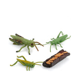 Insect growth cycle model