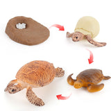 Insect growth cycle model