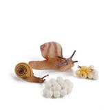 Insect growth cycle model