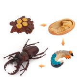 Insect growth cycle model