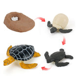 Insect growth cycle model