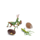 Insect growth cycle model