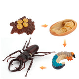 Insect growth cycle model