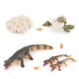 Insect growth cycle model