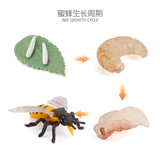 Insect growth cycle model
