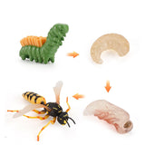 Insect growth cycle model